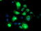 Neuroplastin antibody, TA504330, Origene, Immunofluorescence image 