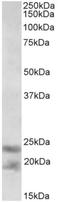 Interleukin 25 antibody, AP32729PU-N, Origene, Western Blot image 