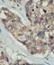 Docking Protein 5 antibody, PA5-14757, Invitrogen Antibodies, Immunohistochemistry paraffin image 