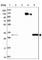 WD Repeat Domain 54 antibody, HPA043257, Atlas Antibodies, Western Blot image 