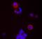 CD24 Molecule antibody, NB100-77903, Novus Biologicals, Immunocytochemistry image 