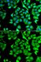 N(Alpha)-Acetyltransferase 50, NatE Catalytic Subunit antibody, GTX65919, GeneTex, Immunofluorescence image 