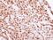 DNA Ligase 4 antibody, NBP2-16182, Novus Biologicals, Immunohistochemistry paraffin image 