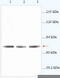 ACOX2 antibody, TA310142, Origene, Western Blot image 