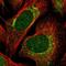 Heterogeneous Nuclear Ribonucleoprotein L Like antibody, NBP1-92002, Novus Biologicals, Immunofluorescence image 