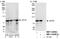Eukaryotic Translation Initiation Factor 2B Subunit Epsilon antibody, NBP1-30448, Novus Biologicals, Western Blot image 