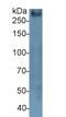 Mucin 2, Oligomeric Mucus/Gel-Forming antibody, LS-C300973, Lifespan Biosciences, Western Blot image 