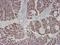 Actin Alpha 1, Skeletal Muscle antibody, NBP1-97723, Novus Biologicals, Immunohistochemistry frozen image 