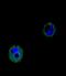 VPS52 Subunit Of GARP Complex antibody, LS-C160542, Lifespan Biosciences, Immunofluorescence image 