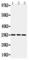 TNF Receptor Superfamily Member 4 antibody, LS-C343922, Lifespan Biosciences, Western Blot image 