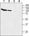 BGT-1 antibody, PA5-77453, Invitrogen Antibodies, Western Blot image 