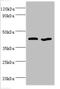 FABPpm antibody, A51441-100, Epigentek, Western Blot image 