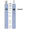 Granulin Precursor antibody, AF2557, R&D Systems, Western Blot image 