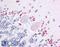 Wnt Family Member 7A antibody, LS-A9468, Lifespan Biosciences, Immunohistochemistry frozen image 