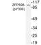 Zinc Finger Protein 598 antibody, LS-C291536, Lifespan Biosciences, Western Blot image 