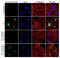 Checkpoint Kinase 2 antibody, 710753, Invitrogen Antibodies, Immunofluorescence image 