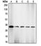 Cyclin Dependent Kinase 2 antibody, orb213711, Biorbyt, Western Blot image 