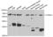 Cholinergic Receptor Nicotinic Alpha 1 Subunit antibody, abx004056, Abbexa, Western Blot image 