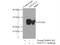 NADH:Ubiquinone Oxidoreductase Core Subunit V2 antibody, 15301-1-AP, Proteintech Group, Immunoprecipitation image 