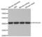 SH3 Domain Containing GRB2 Like, Endophilin B1 antibody, abx003556, Abbexa, Western Blot image 