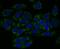 Three Prime Repair Exonuclease 1 antibody, NBP2-76875, Novus Biologicals, Immunocytochemistry image 