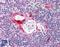 Toll Like Receptor 6 antibody, LS-B1419, Lifespan Biosciences, Immunohistochemistry frozen image 