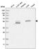 Formimidoyltransferase Cyclodeaminase antibody, HPA030929, Atlas Antibodies, Western Blot image 