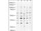 USP18 antibody, A04028, Boster Biological Technology, Western Blot image 