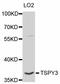 Testis Specific Protein Y-Linked 1 antibody, LS-C334602, Lifespan Biosciences, Western Blot image 