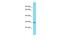 Olfactory receptor 872 antibody, PA5-70794, Invitrogen Antibodies, Western Blot image 