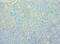 CD244 Molecule antibody, LS-C379305, Lifespan Biosciences, Immunohistochemistry frozen image 