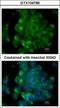 Spa1 antibody, GTX104786, GeneTex, Immunofluorescence image 