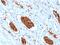 Glycophorin A (MNS Blood Group) antibody, GTX02647, GeneTex, Immunohistochemistry paraffin image 
