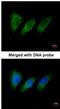 Protein Kinase N2 antibody, NBP1-31367, Novus Biologicals, Immunofluorescence image 