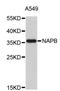 NSF Attachment Protein Beta antibody, STJ26954, St John