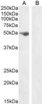 Follistatin Like 1 antibody, 45-640, ProSci, Enzyme Linked Immunosorbent Assay image 