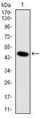 Delta Like Non-Canonical Notch Ligand 1 antibody, ab119930, Abcam, Western Blot image 