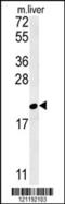 GM2 Ganglioside Activator antibody, 62-067, ProSci, Western Blot image 