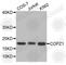 Coatomer Protein Complex Subunit Zeta 1 antibody, A3382, ABclonal Technology, Western Blot image 