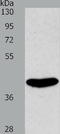 Sphingosine-1-Phosphate Receptor 4 antibody, TA321596, Origene, Western Blot image 