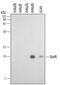 MAF BZIP Transcription Factor K antibody, MA5-24120, Invitrogen Antibodies, Western Blot image 