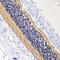 Phosducin antibody, 15-653, ProSci, Immunohistochemistry frozen image 