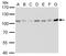 Chromosome Segregation 1 Like antibody, NBP2-43610, Novus Biologicals, Western Blot image 