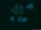 Serpin Family F Member 2 antibody, 13228-1-AP, Proteintech Group, Immunofluorescence image 