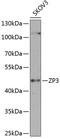 Zona Pellucida Glycoprotein 3 antibody, 23-528, ProSci, Western Blot image 