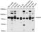 Arginyl Aminopeptidase antibody, 19-272, ProSci, Western Blot image 