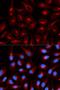TLE Family Member 1, Transcriptional Corepressor antibody, orb167405, Biorbyt, Immunofluorescence image 