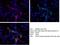 FLAG antibody, 66008-2-Ig, Proteintech Group, Immunofluorescence image 