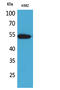 Sialic Acid Binding Ig Like Lectin 8 antibody, STJ96643, St John