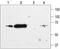 Potassium Voltage-Gated Channel Subfamily J Member 2 antibody, TA328938, Origene, Western Blot image 